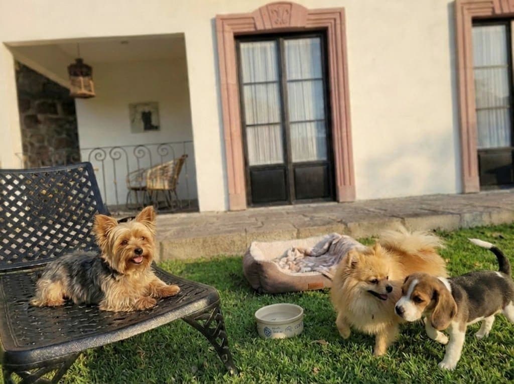 Experiencia Pet Friendly Hotel Danini